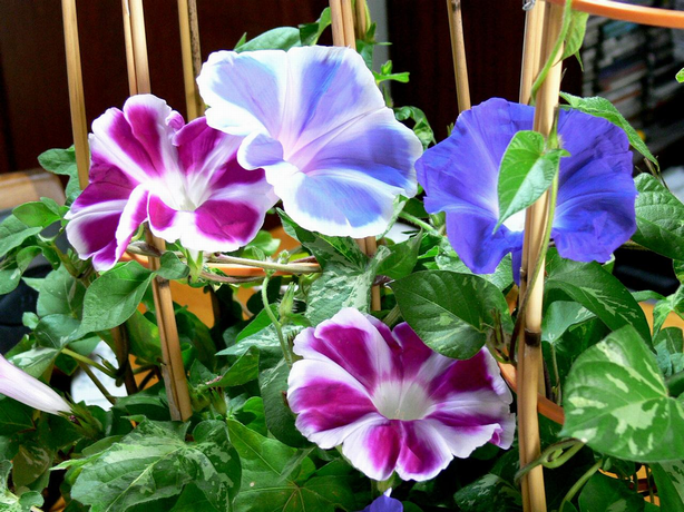 夏季休業のお知らせ