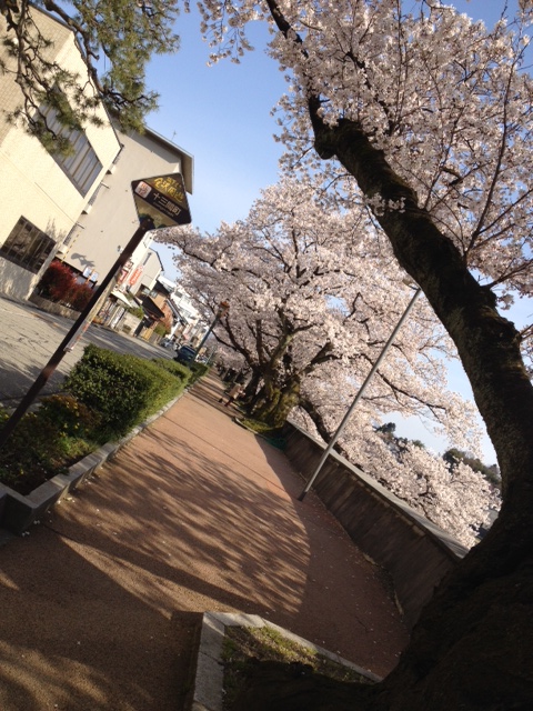 ❀　満開　❀