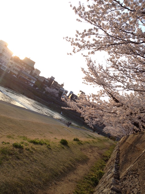 ❀　満開　❀