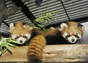 まさかの誤報???