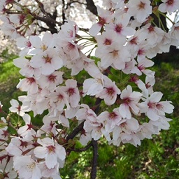 スマホはじめました！