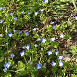 スマホはじめました！