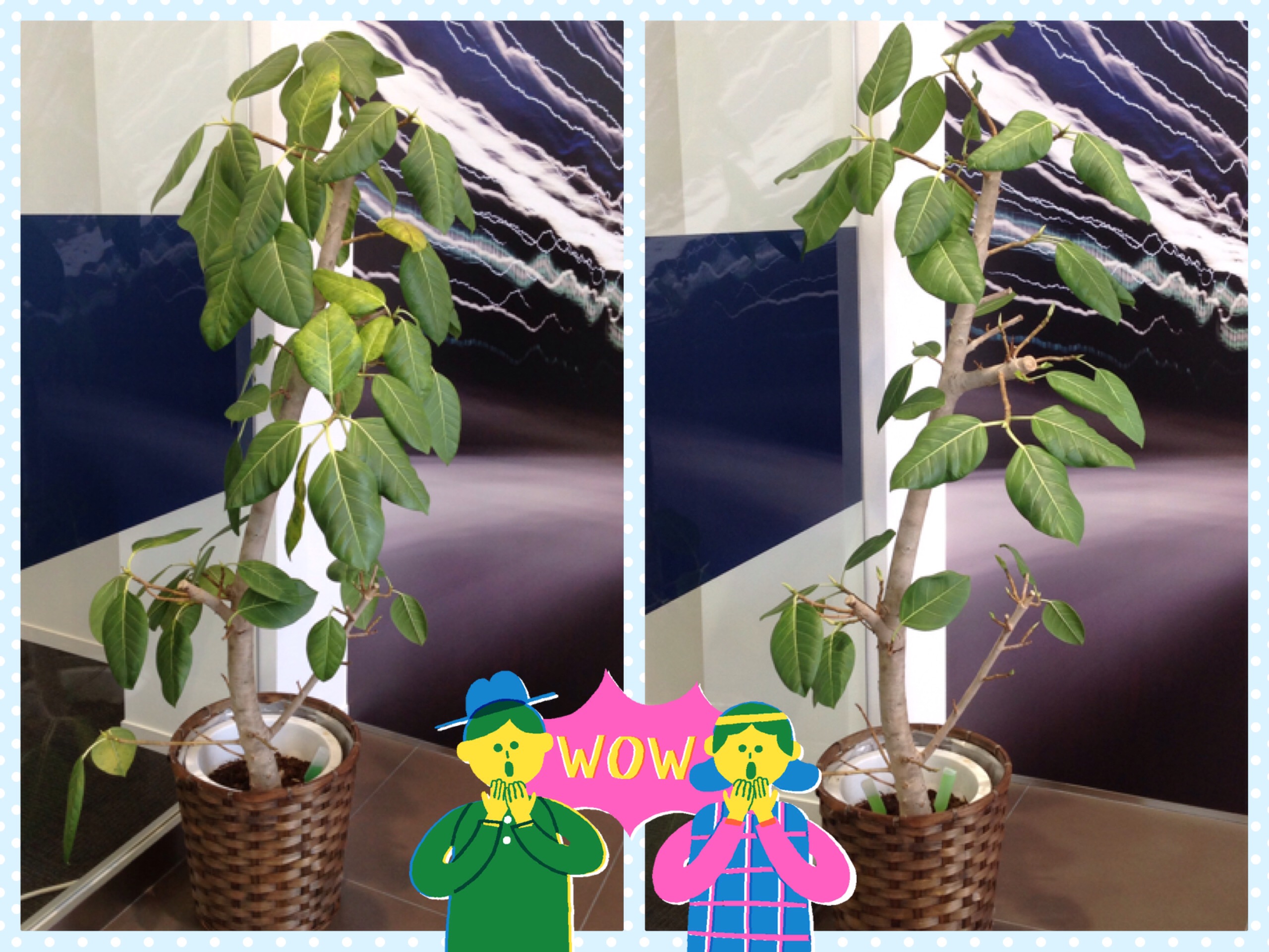 ♪　観葉植物　♪