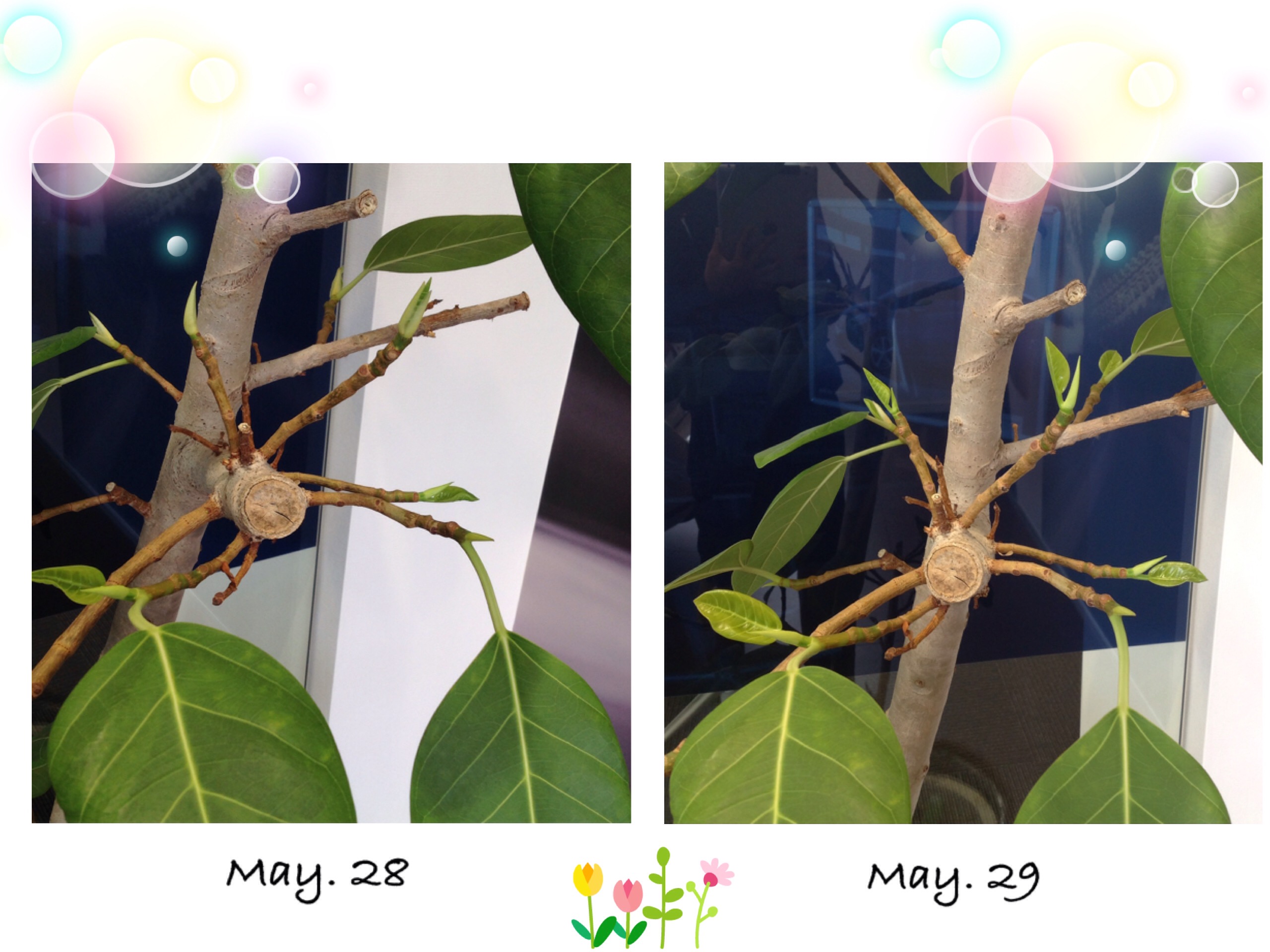 ♪　観葉植物　♪