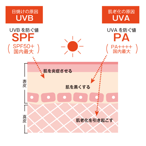 ＊ 紫外線対策 ＊
