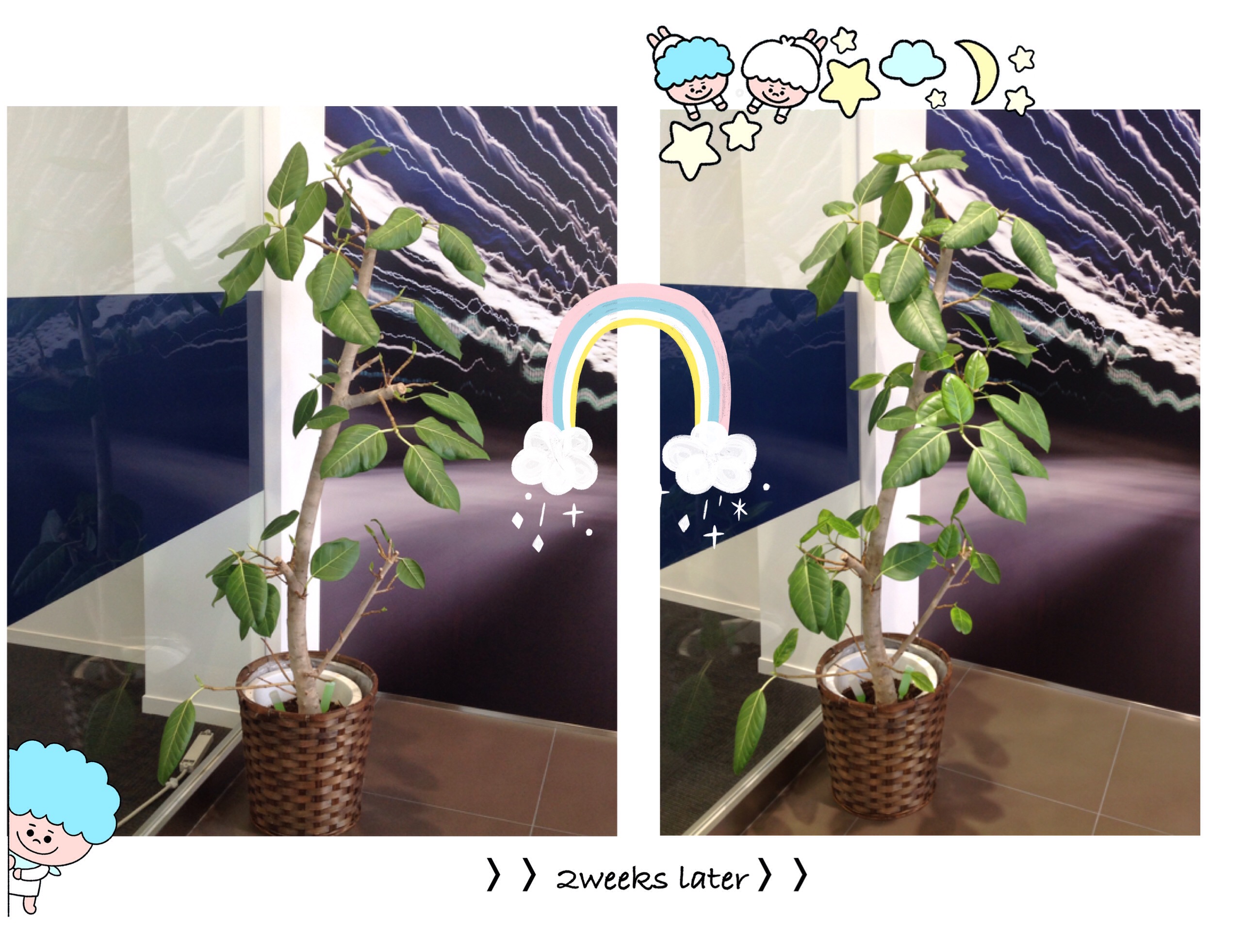 ♪　観葉植物2　♪