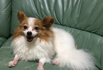 パピヨンfromフランス