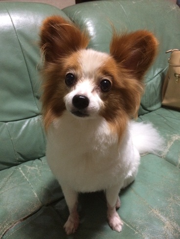 パピヨンfromフランス