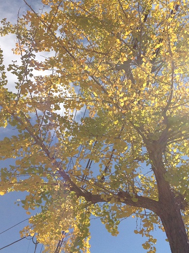 黄葉とライトアップ