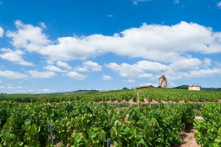 ボージョレヌーボー解禁！