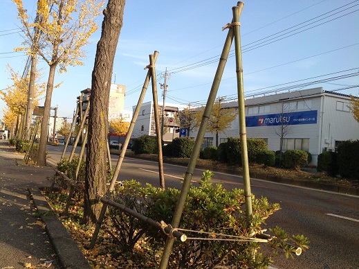 まちなか雪吊り作業