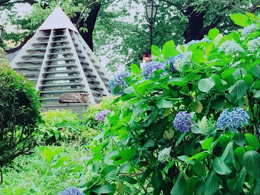 紫陽花