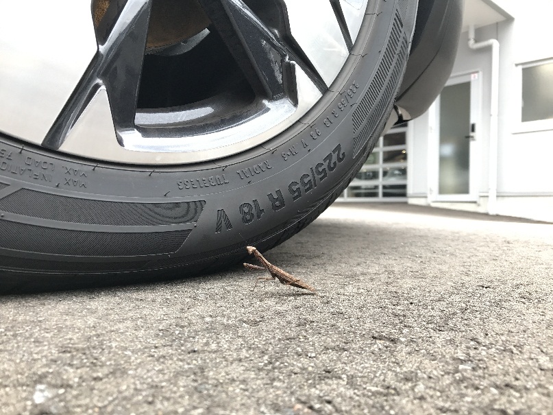 秋のお客様