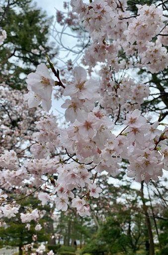 4月になりました🌸