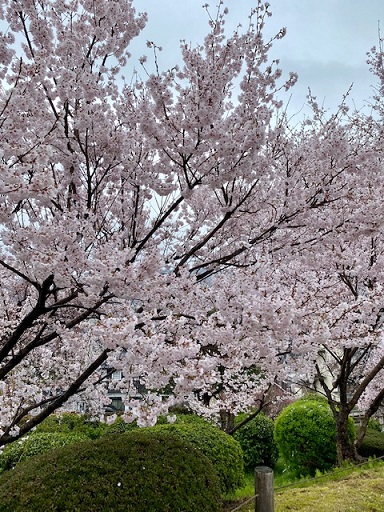 4月になりました🌸