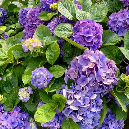 地域支援センター『ポレポレ』様のお菓子🍪