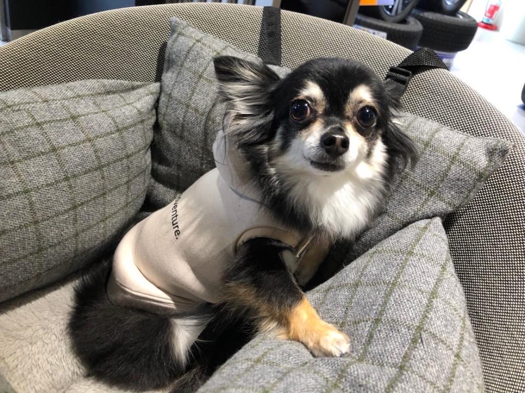 もうすぐクリスマスです✨