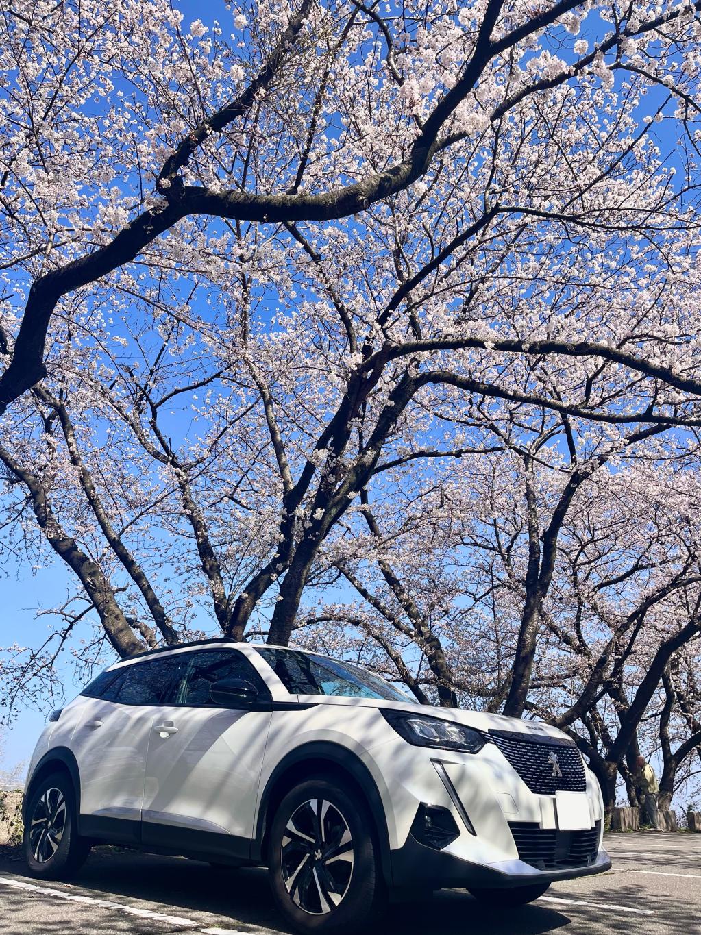 桜と2008