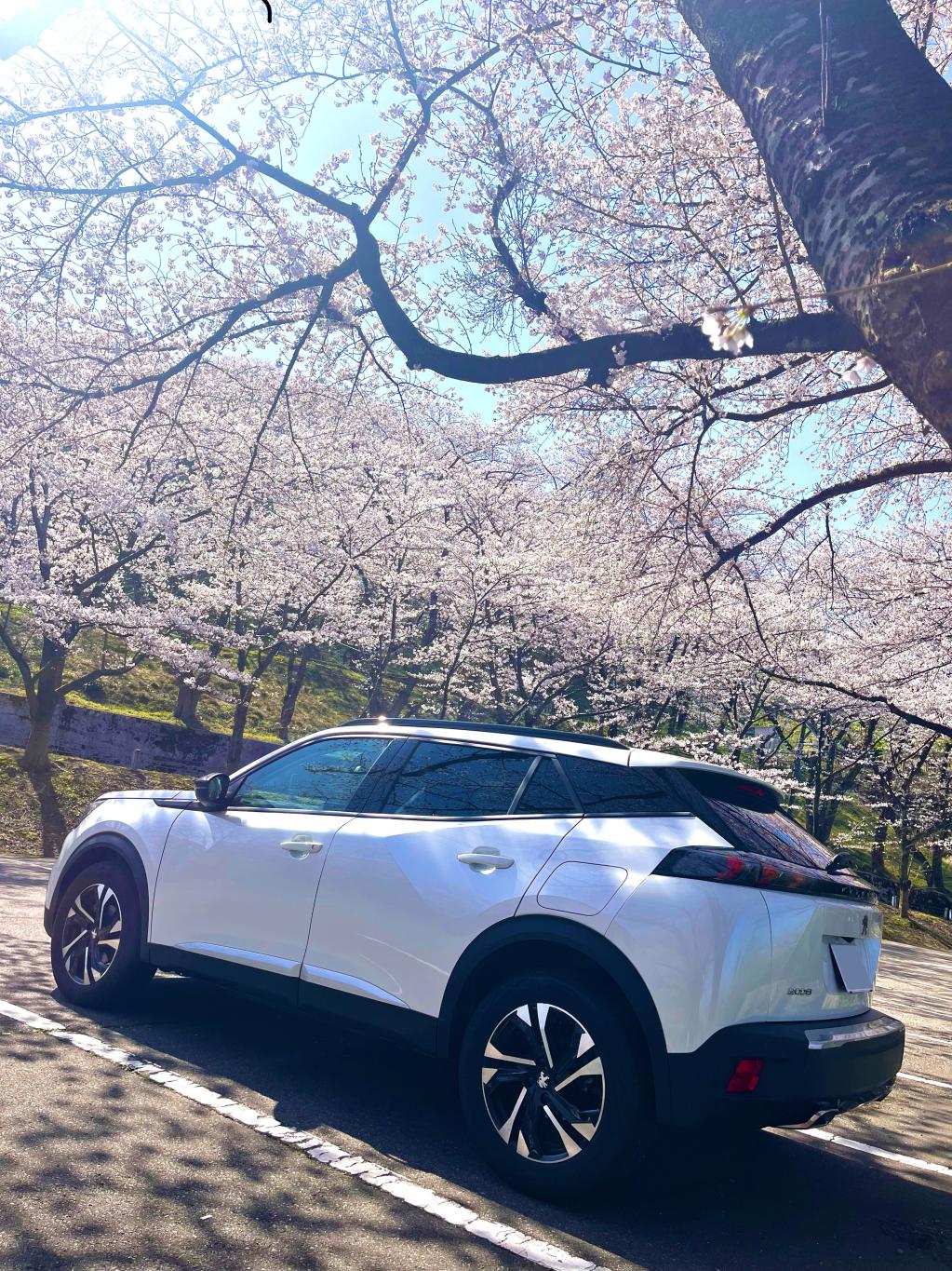 桜と2008