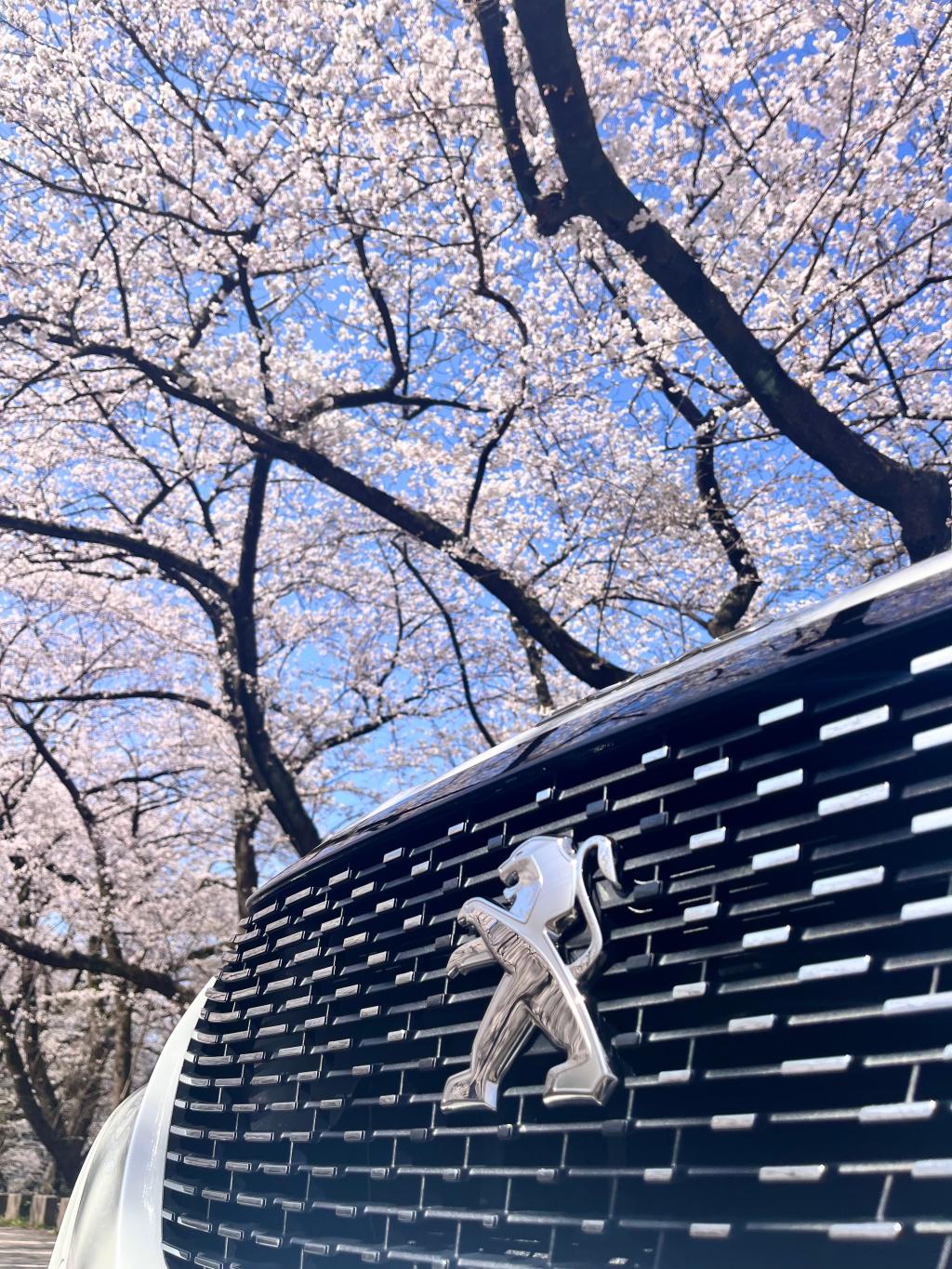 桜と2008