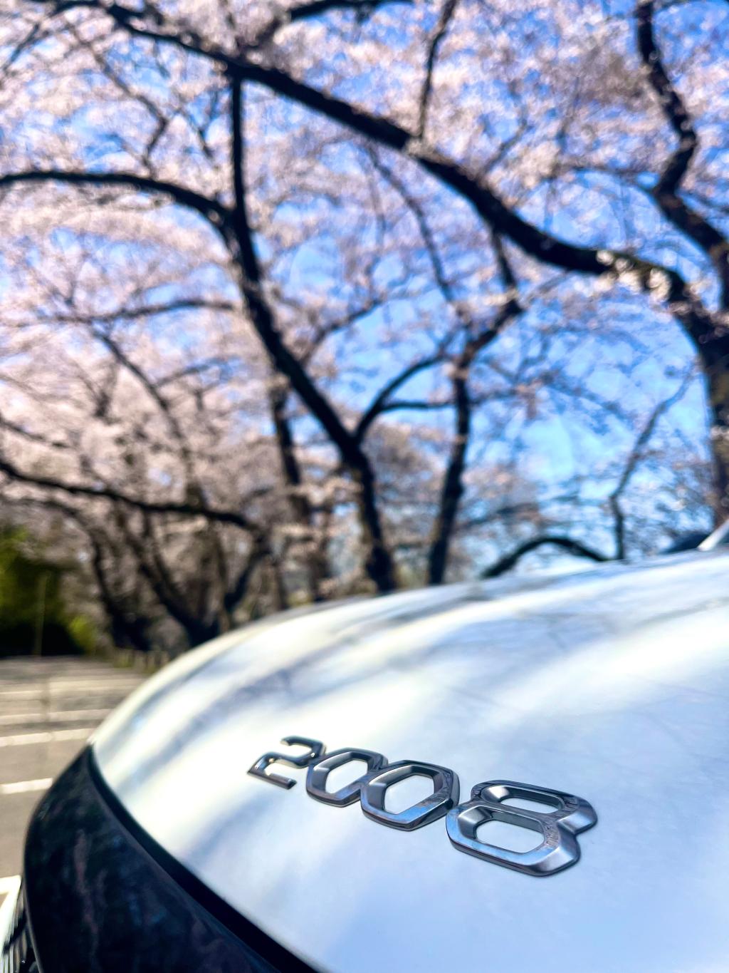 桜と2008