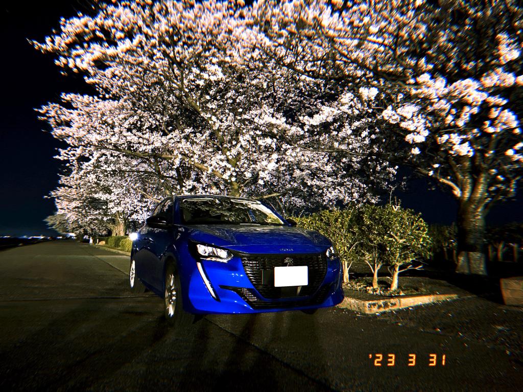 夜桜と208