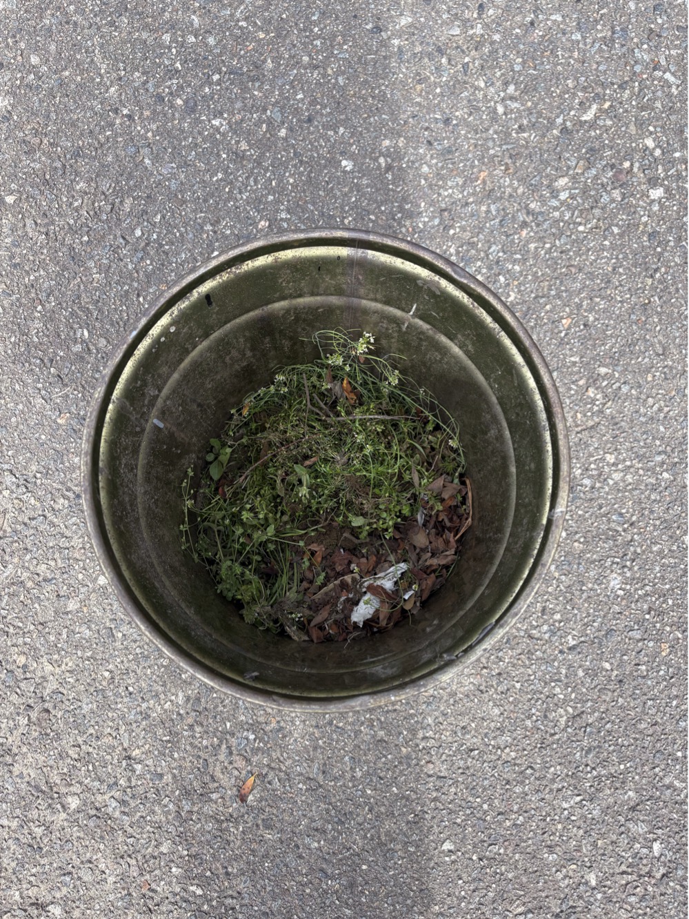 毎月恒例の朝清掃🌱🧹