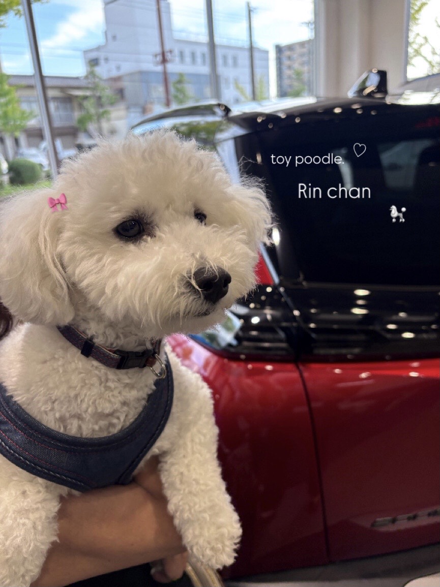素敵なお客様がご来店されました🐩‪✨️